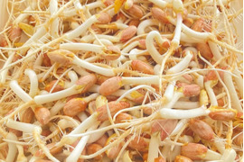 落花生の風味がそのまま！ピーナッツもやし 200g