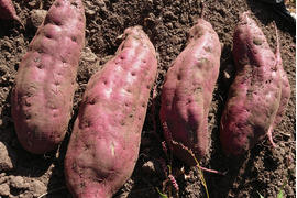 【はねだしでお得】自然栽培さつまいも(約4,5㎏)