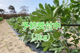 【5月末から発送】初夏の味を是非！ソラマメ（2kg）