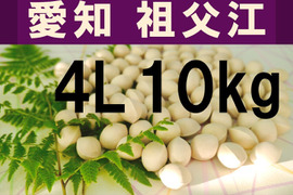 2025年新物！ 愛知県 祖父江産　久寿ぎんなん 銀杏 4L 10kg     ☆秋の味覚☆