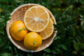 完熟ゆこう　3000g
生産量が少なくスーパーでは出回らない「幻の果実」京都の料亭では欠かせない存在であり、近年はヨーロッパのシェフたちにも愛さるローカル柑橘