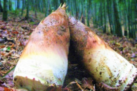 【朝採り】生たけのこMサイズ【3~4kg】