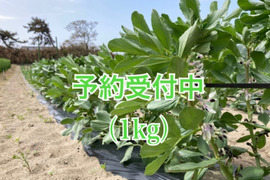 【5月末から発送】初夏の味を是非！ソラマメ（1kg）