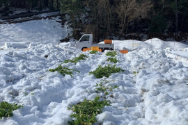 【越冬白菜のお届けに参りました。】　≪雪国で育まれた水分・甘みたっぷりの白菜≫　兵庫県香美町産「雪ぶとん白菜」（3玉箱入）