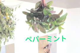 ペパーミント10本以上🌿爽やかな香り🌿約15cm☆自然栽培🏣ゆうパック