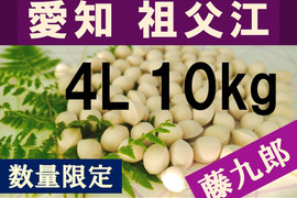 2025年新物！ 愛知県　祖父江産　藤九郎　銀杏　ぎんなん　4L 10kg    ☆秋の味覚☆