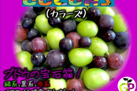 朝採り新鮮！！ブドウの宝石箱　4種食べ比べ『COLORS カラーズ』500g×1P