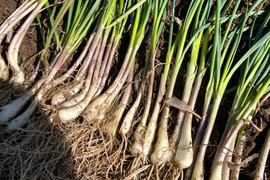 【朝どれ】【土付き】自然栽培らっきょう 2kg｜栽培期間中農薬不使用｜宮城県産｜産地直送
