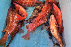 獲れ次第発送‼️高級魚✨アカハタ１匹500〜800g×2匹セット