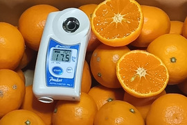 濃厚果汁！南津海　ご家庭用　小玉・５Kg