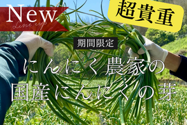 【超貴重】国産にんにくの芽　讃岐平戸　500g