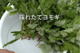 よもぎ生葉🌿60本（60苗）以上🌿１枚目の写真が約10本✕6🌿上から15cmの柔らかいヨモギ🌿和ハーブ🌿ヨモギ☆蓬☆畑横の人が通らない林の蓬🌿🏣ゆうパック