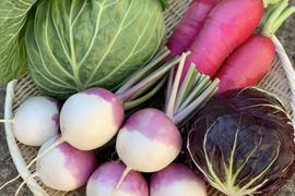 三浦市の季節の野菜セット‼︎【4品目】