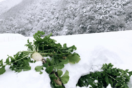 【冬季限定品、越冬大根のお届けに参りました。】　≪雪国で育まれた水分・甘みたっぷりの大根≫　兵庫県香美町産「雪ぶとん大根」（３本箱入）