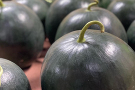 極上甘さ！ サンブラックスイカ🍉