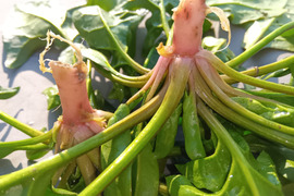 赤根ほうれん草　自然栽培　自家採種
