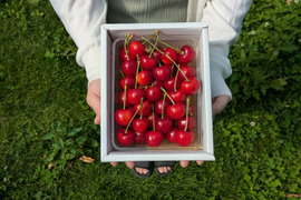 紅秀峰《大玉特秀》｜朝もぎ直送 山形県東根市産さくらんぼ 500g
