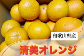 【今が旬】果汁たっぷり和歌山県産清見オレンジ！8kgご家庭用