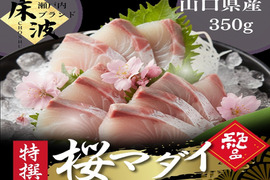 🌸海に咲く桜🌸食通が密かに取り寄せる旬のご褒美『天然国産桜マダイ』長州床波ブランドお試しキャンペーンお刺身約350g【3月上中旬予約】