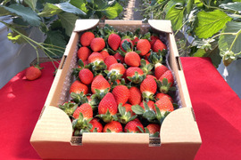 2025年度初物いちご！⑲真心農園  べにたま  バラ詰め870g×１箱（粒の大きさ・果形 混在）