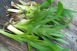 ノカンゾウ 山菜 天然