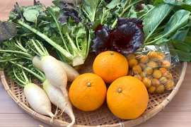 朝どれ野菜！ 詰め合わせセット 伊勢志摩産 4種類以上
