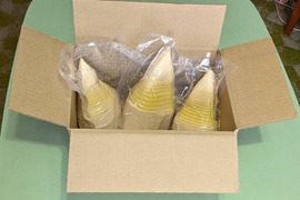 水煮『筍』１.0kg ！朝採りアク抜き茹で筍！丸ごと１～３本を真空パック詰！風味豊か絶品の旨さ