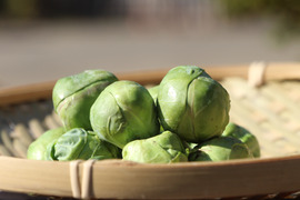 コロコロ♪【激旬！野菜の芽キャベツ】７００ｇ　見た目かわいいパワーフード