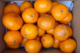 糖度・酸度のバランスの良い温州みかん　C 4.5kg