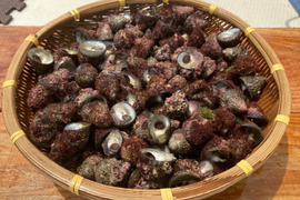 ニナ貝 3kg（150〜180個）「蜷貝(にながい)」（ニーナ貝・ミナ貝・ビナ貝）