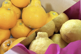 【みかん食べくらべ】はるみ2kgはるか2kg【ゲン担ぎ福袋】少々キズあり大小まざり