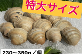 特別価格★　特大ホンビノス貝　【230～350g／個】  ３kg入り