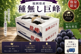 【先行予約受付中】旬の高級ぶどう/種無し巨峰　8月25日〜
