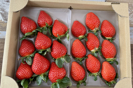 プレミアムいちご 『あまりん』&『べにたま』or『かおりん』食べ比べセット 8粒、9粒、11粒、15粒のいずれか 250g×2パック入り