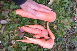 新黒田五寸　肥料農薬不使用の自家採種　訳ありB品