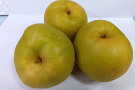規格外品[新甘泉(しんかんせん)]2.5kg箱(5-8玉)果汁たっぷり,鳥取県産,たにがみ農園