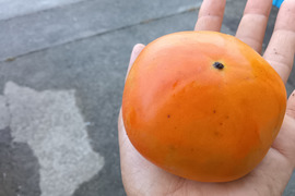 柿（富有柿）　肥料農薬不使用　自然栽培