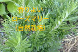 ローズマリー 約15cmのフレッシュローズマリー🌿生葉🌿6本分をお届けいたします ※品種はお選びいただけません🏣ゆうパック