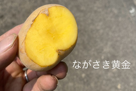 【自然栽培】ながさき黄金　2㎏（肥料・農薬不使用）ばれいしょ