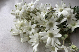 白い花弁にグリーンの縁どり！新鮮なフランネルフラワー(40輪)