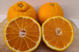 不知火 『家庭用2キロ』