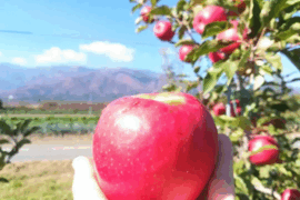 【希少品種】ピンクレディー®3kg箱｜春もシャキッと、香り華やぐ甘酸っぱさ