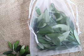 オリーブ生葉300枚  オリーブリーフ🌿オーガンジー袋入り🌿葉っぱ部のみ🌿オリーブ茶 オリーブティー ハーブティー 🏣ゆうパック