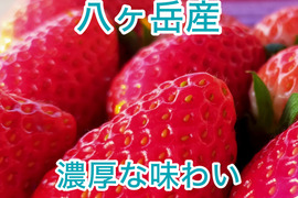 新春特価　10,000円 → 7,800円/P 八ヶ岳産 いちご　「よつぼし」 4パック（合計1kg）  食べ始めたら止まらない！標高1000m 太陽とミネラル豊富な水の恵み　3月までは農薬不使用
