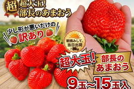 超大玉訳あり あまおう【部長のあまおう】9玉～15玉入 約420g 苺(イチゴ)の王様 甘王 いちご あるファームより産地直送