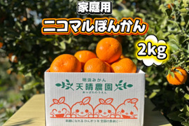 【愛媛県産】季節限定　甘味がギュッと詰まったポンカン　家庭用　2ｋｇ