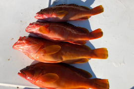 明日朝まで限定！捕れたて！アカハタ約1.5kg 長崎県対馬市(内臓・鱗処理済)