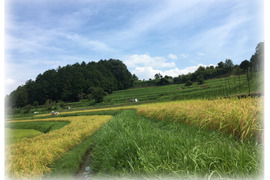 農薬化学肥料不使用◆白米粒が光る最高級棚田米 滋賀県大津産 玄米4kg
