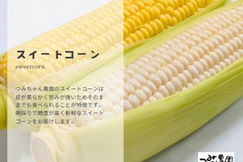 ［3kg］甘くてジューシー♪２色の高糖度スイートコーン（6本〜8本）6月発送