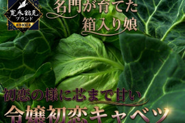 【日テレ出演で話題】💡名門が育てた箱入り娘“芯まで甘い初恋の味”『令嬢初恋キャベツ』400年の伝統土壌🥬お試し1玉約1キロ